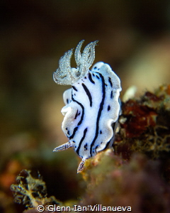 This is a photo of a chromodoris willani, sitting on top ... by Glenn Ian Villanueva 